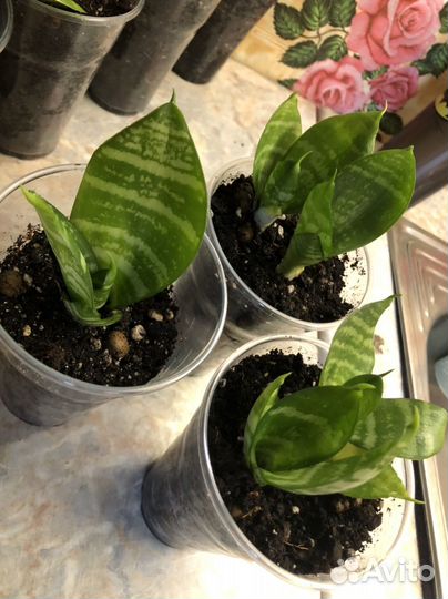 Сансевиерия 