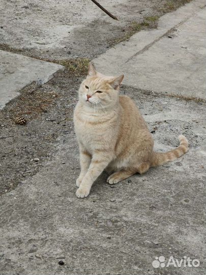 Котик в добрые руки