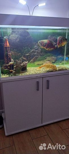 Аквариум с тумбой 200 литров