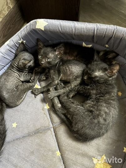 Лысые и полулысые котята