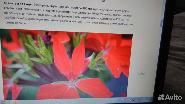 Редкий сорт герань