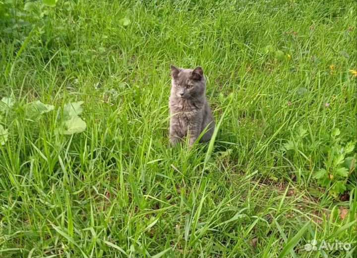 Котёнок, SOS