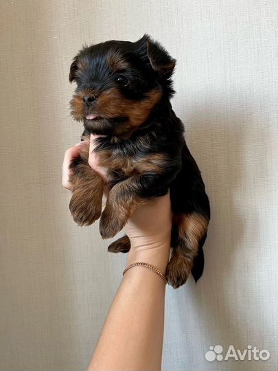 Йоркширский терьер