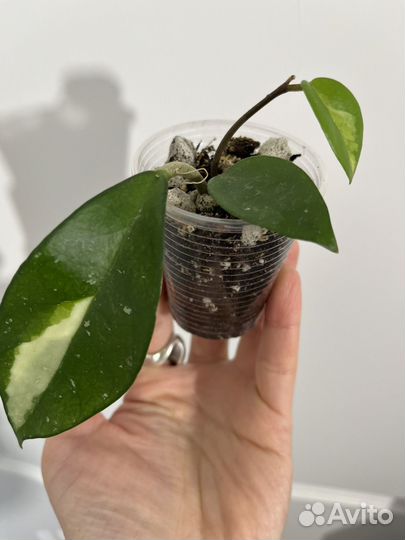 Хойя карноза триколор