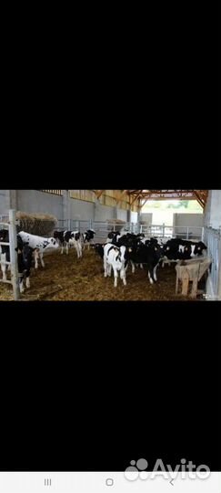 Быки и Тёлки