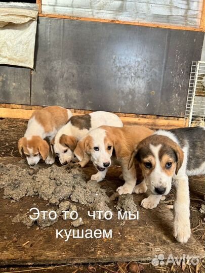 Щенки ищут дом