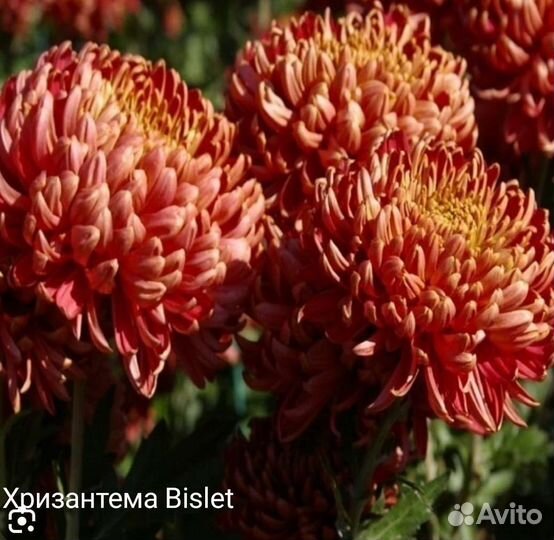 Хризантема крупноцветковая Бигуди