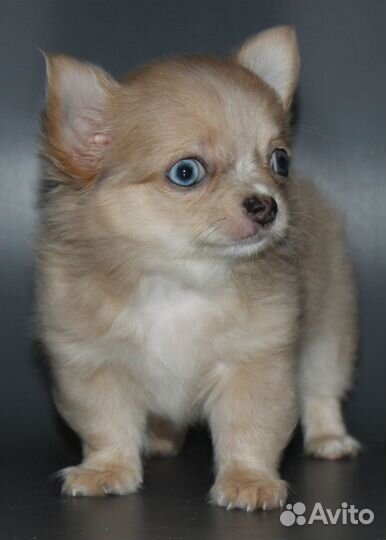 Чихуахуа лиловый мрамор