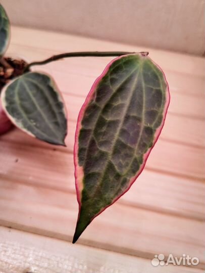 Хойя карноза Gammal, Хойя Макрофилла вар