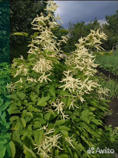 Купена, волжанка