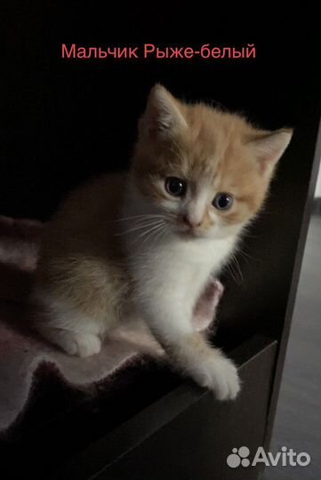 Котята в дар. Помесь Норвежской лесной кошки