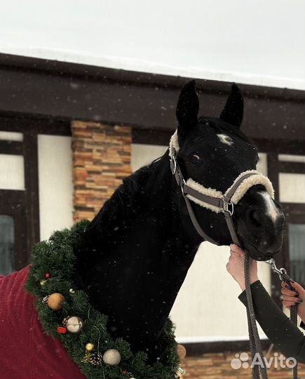 Выездковая лошадь