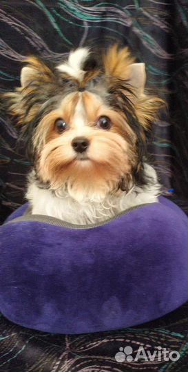 Миничка бивер