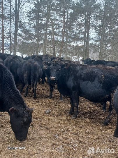 Фермерское хозяйство