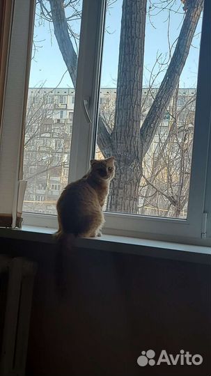Отдам кота в добрые руки