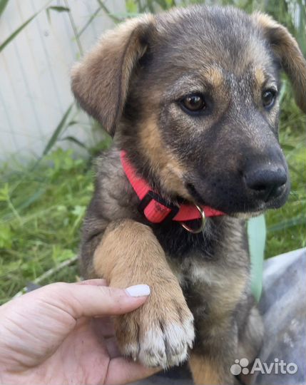 Щенок девочка в добрые руки