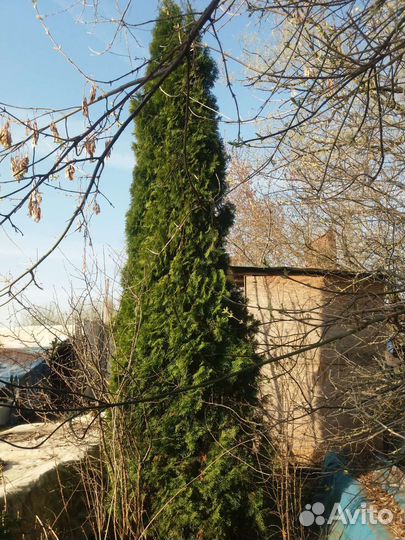 Туи смарагд выше 3х метров