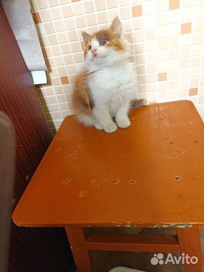 Пушистая девчушка