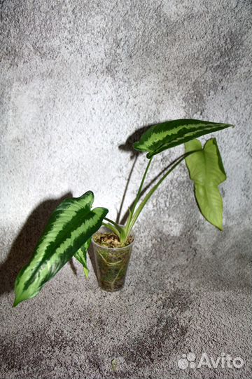 Домашние растения