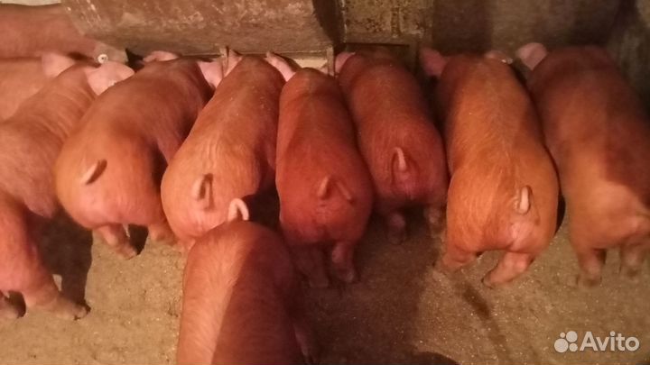Продам поросят Дюрок 2,5 месяца