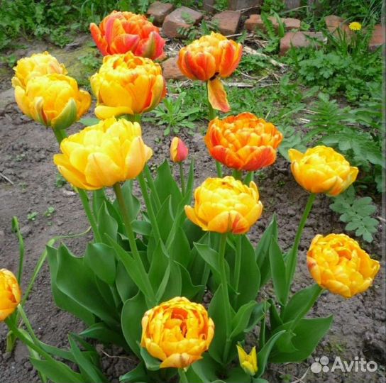 Тюльпан махровый луковицы