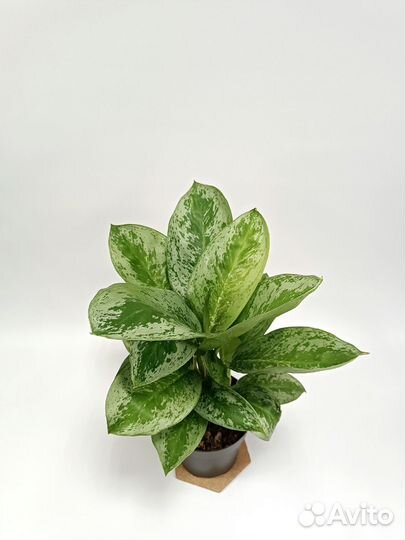 Аглонема Лемон минт Lemon Mint