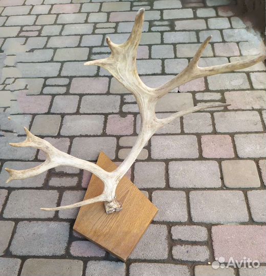 Рога оленя