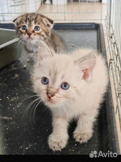Котята в добрые руки