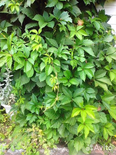 Садовые многолетники