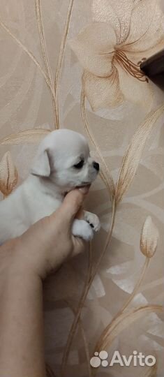 Чихуахуа девочка