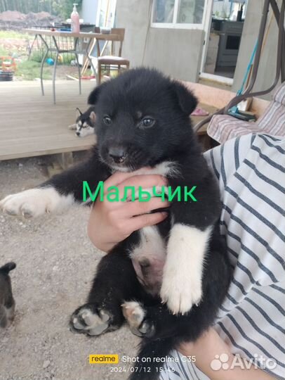 Щенки в добрые руки