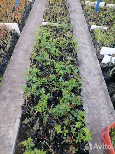 Кустовые розы саженцы