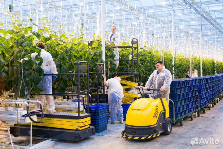 Разнорабочие в теплицы Липецкая область