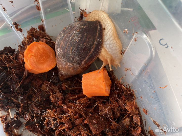 Улитки архахатины