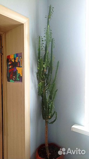 Молочай трехгранный