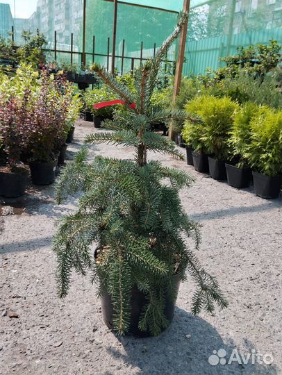 Ель сербская 