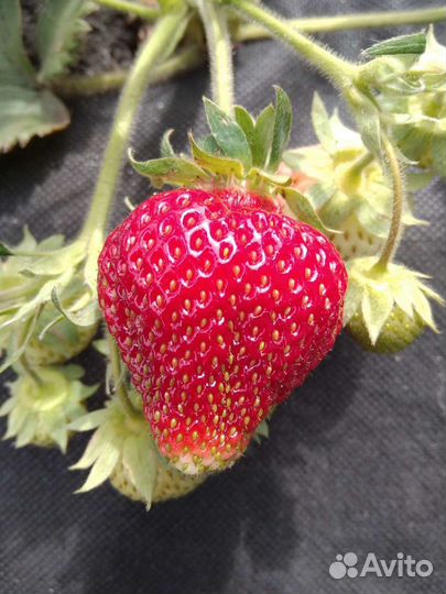 Рассада клубники сорт 