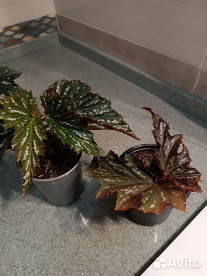 Бегония ажурная