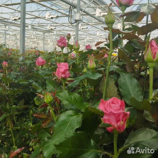Розы оптом для всех