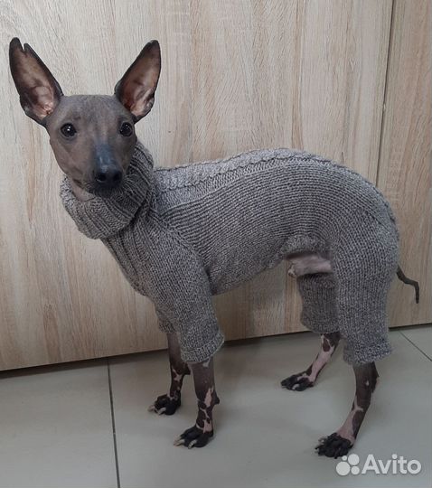 Одежда для собаки
