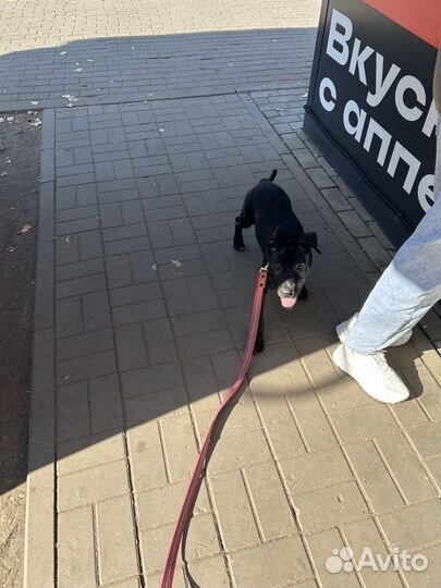 Продам пит Буля, девочка 4месяца