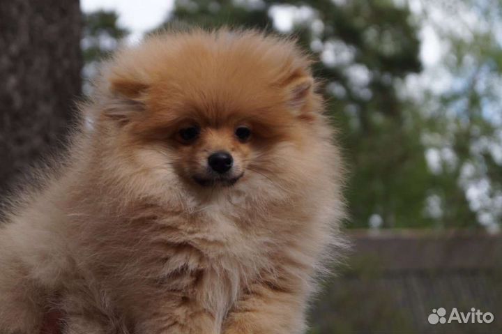 Померанский шпиц большой выбор щенков
