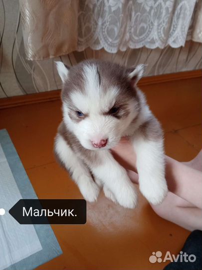 Щенки сибирской хаски