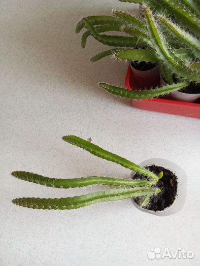 Кактус питахайя плодоносящий