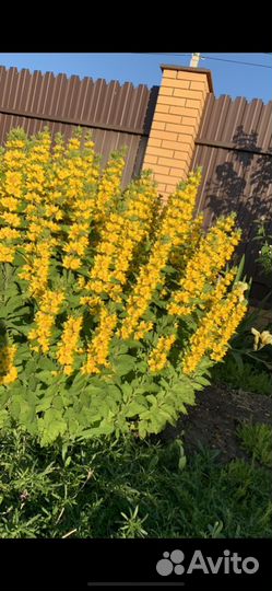 Вербейник прямостоячий