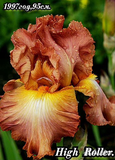 Ирисы бородатые набор-11