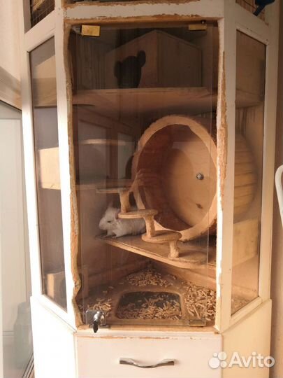 Семья шиншилл с витриной