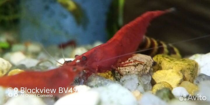 Креветки, улитки и растения