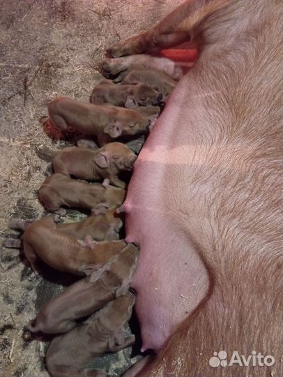 Поросята дюрок
