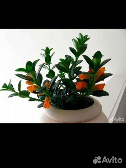 Гипоцирта. Комнатные растения, цветы